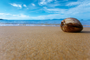 Coconut on the shore under the blue sky