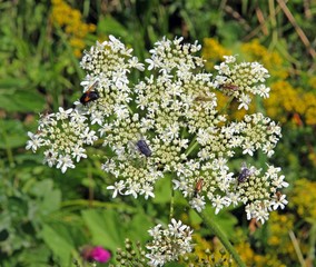 Obraz premium flower with many insects over