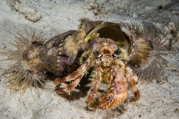 Stareye hermit crab crawling in Derawan, Kalimantan underwater