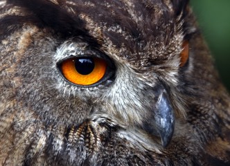 yellow eyes of an OWL at night hunting