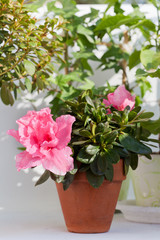 Blossoming pink azalea among other plants in a house greenhouse
