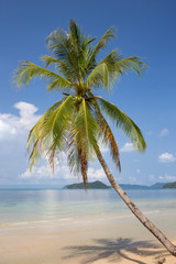 Coconut palm tree