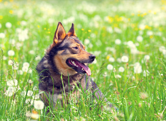 Dog sitting on the field of dandelion flowers