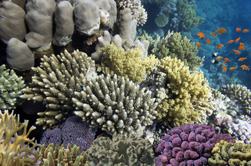 Hard corals and Tropical fish in the Red Sea