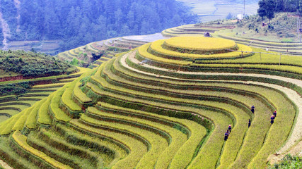 Terraced rice field