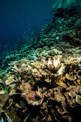 Various coral reefs and fishes in Derawan, Kalimantan underwater
