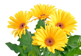 Gerbera