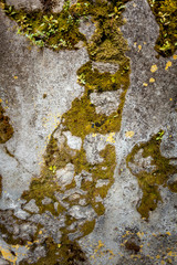 Closeup photo of moss growing over stone wall