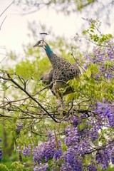 Female peacock