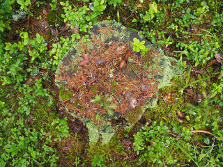 stump in the forest