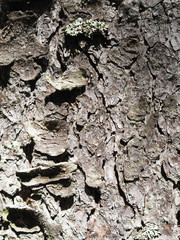 pine bark