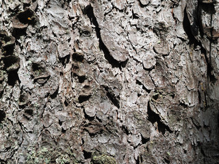pine bark
