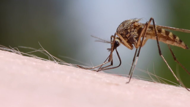 Mosquito blood sucking on human skin