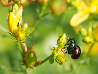 beetle in the grass