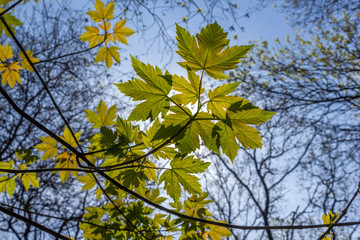 Spring leaves