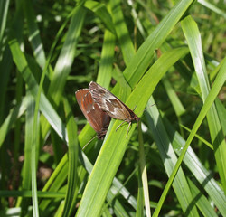 butterfly in the grass
