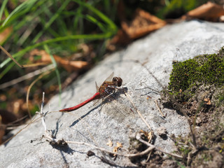 dragonfly on stone