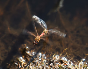 dragonflies mate in flight