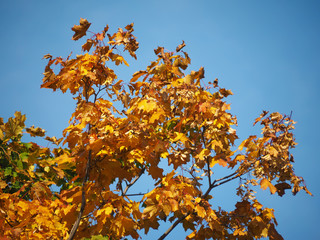 maple leaves in autumn