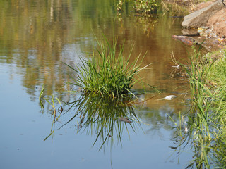 plants on the lake