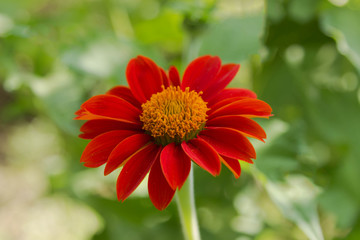 Zinnia