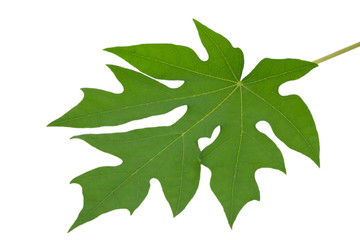 Fototapeta premium leaf
