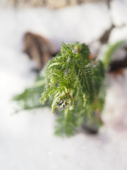 Fototapeta premium chamomile snow