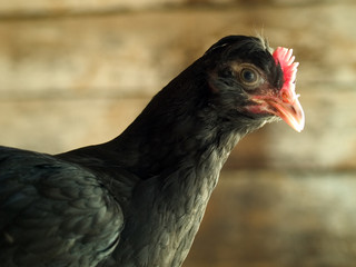 Poultry - organic raised crested cockerel