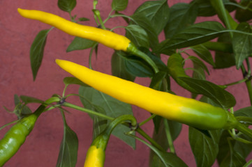 Yellow chili tree in the vegetable farm