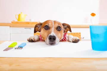 hungry dog