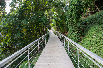 A manmade walkway in the rainforest