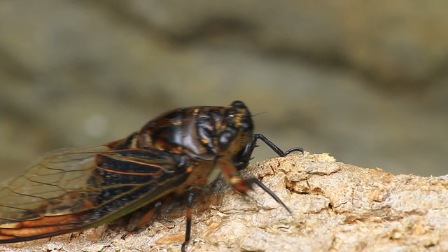 Cicadas in the trees, close up insect from nature