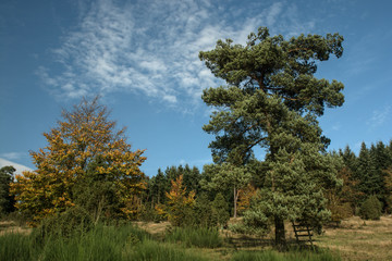 Obraz premium Herbst im Nationalpark Kellerwald