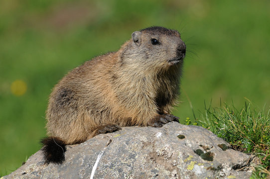 3 133 Best Marmotte Images Stock Photos Vectors Adobe Stock