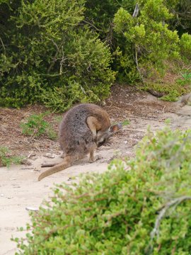 A wallaby in the dunes of Kangaroo island in Australia