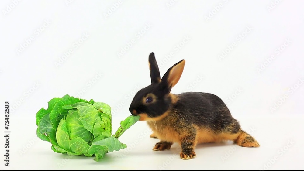 Canvas Prints brown rabbit eats cabbage