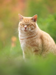 目を瞑る茶トラ猫