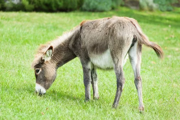 Papier Peint photo autocollant Âne Small donkey