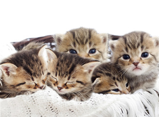 Obraz na płótnie Canvas striped kittens in a basket
