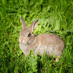 A young bunny rabbit looking through the green grass