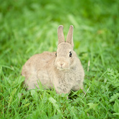 A cute bunny rabbit sitting in the grass