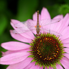 Dragonfly sitting on pink echinacea  flower