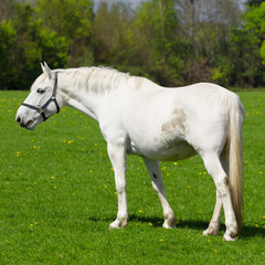 Arabian grey horse in a green field