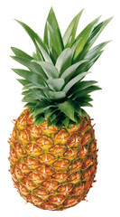 Fototapeta premium Ganze Ananas