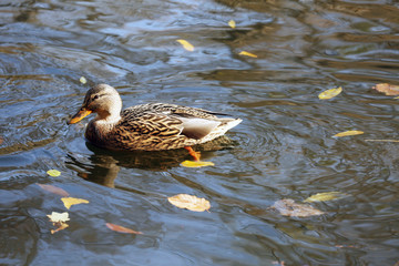 Duck swimming in water