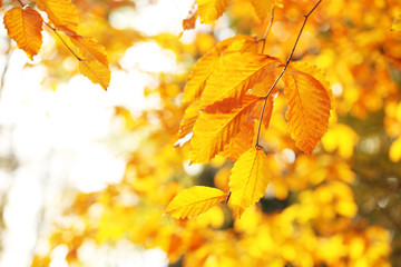 Beautiful autumn leaves