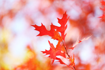 Beautiful autumn leaves