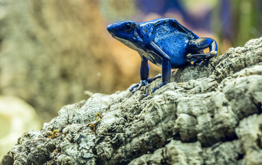 Blue dart frog