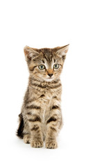 Obraz premium Cute tabby kiten