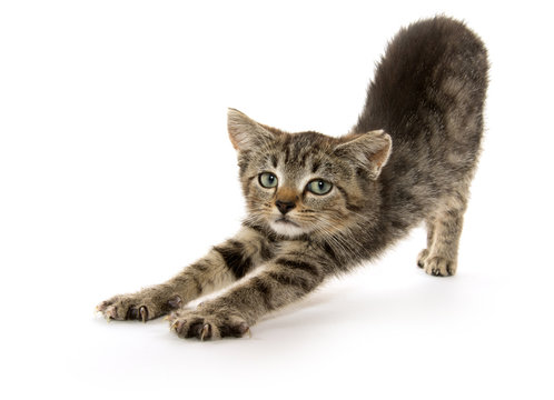Cute tabby kitten stretching